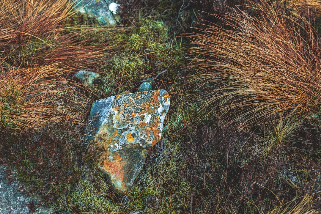 Photo Lichen forest